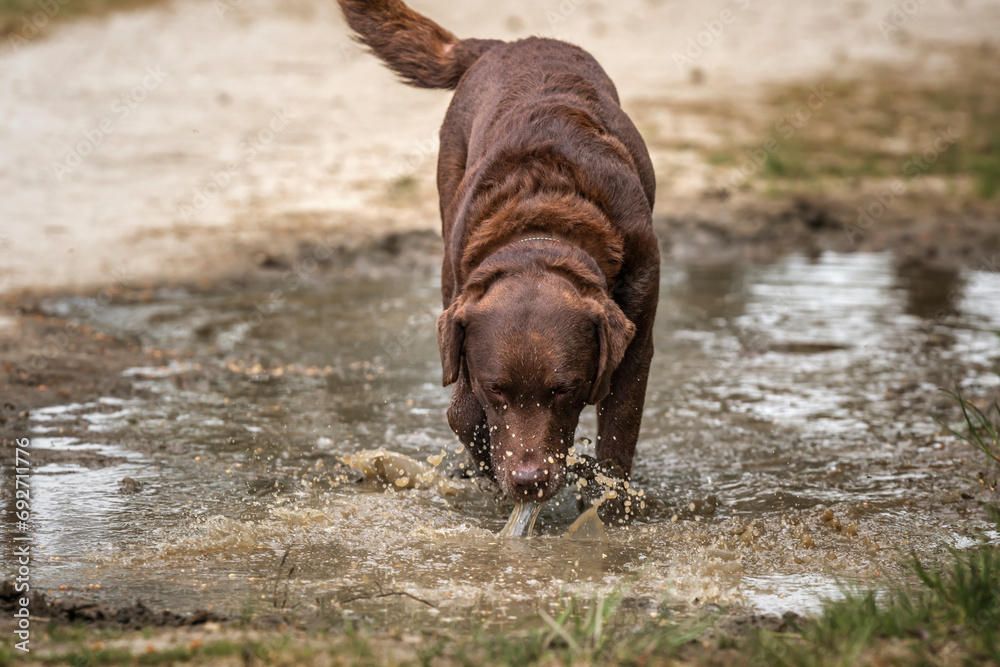 Brown Labrador licking the water from a dirty puddle pool in the forest
