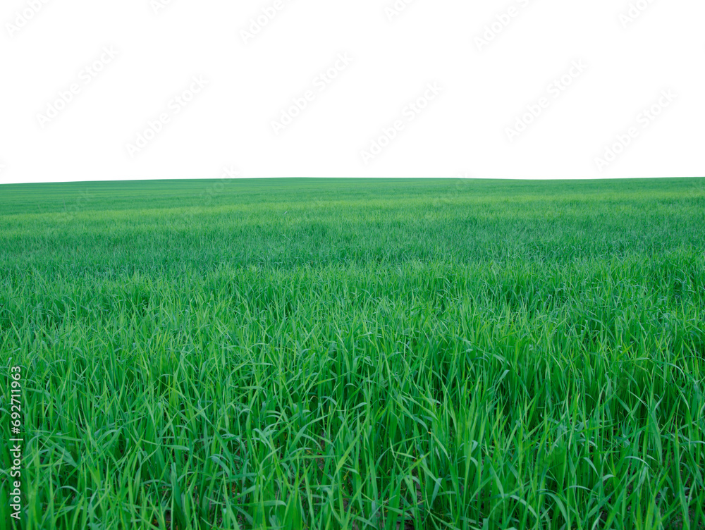 green grass field isolated on white background green grass field isolated on white background