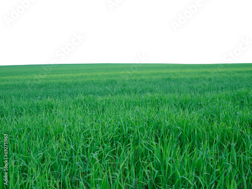 green grass field isolated on white background