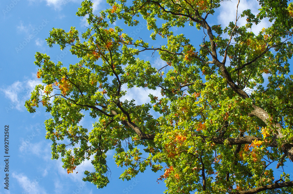 Oak branches with green and yellow leaves in the park Oak branches with green and yellow leaves in the park
