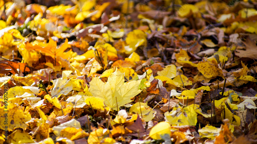 Beautiful Colorful Autumn Leaves Background