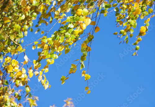 Yellow leaves on a twig in autumn