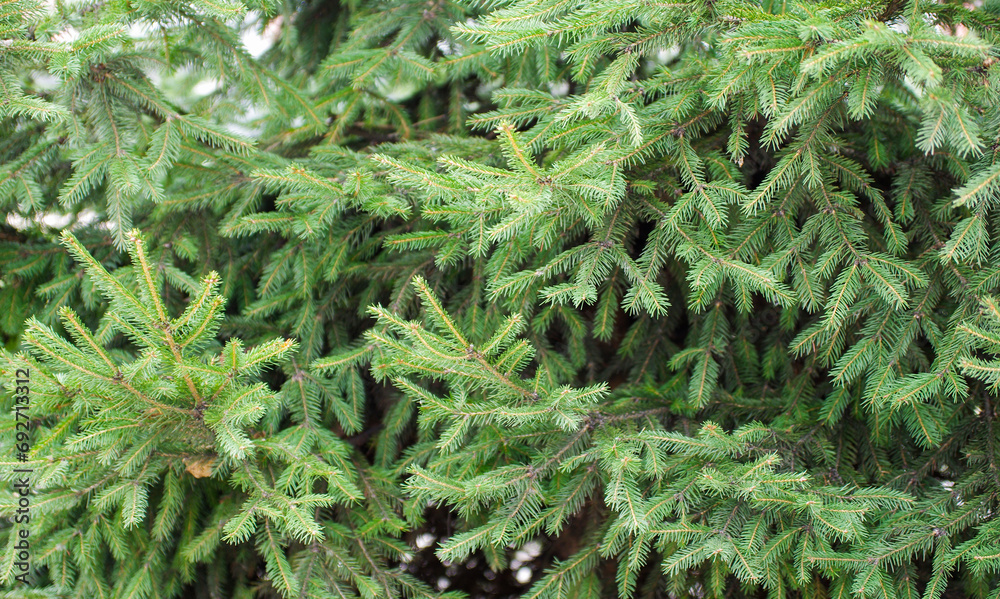 Green spruce background. Coniferous tree. Selective focus. Green spruce background. Coniferous tree. Selective focus.