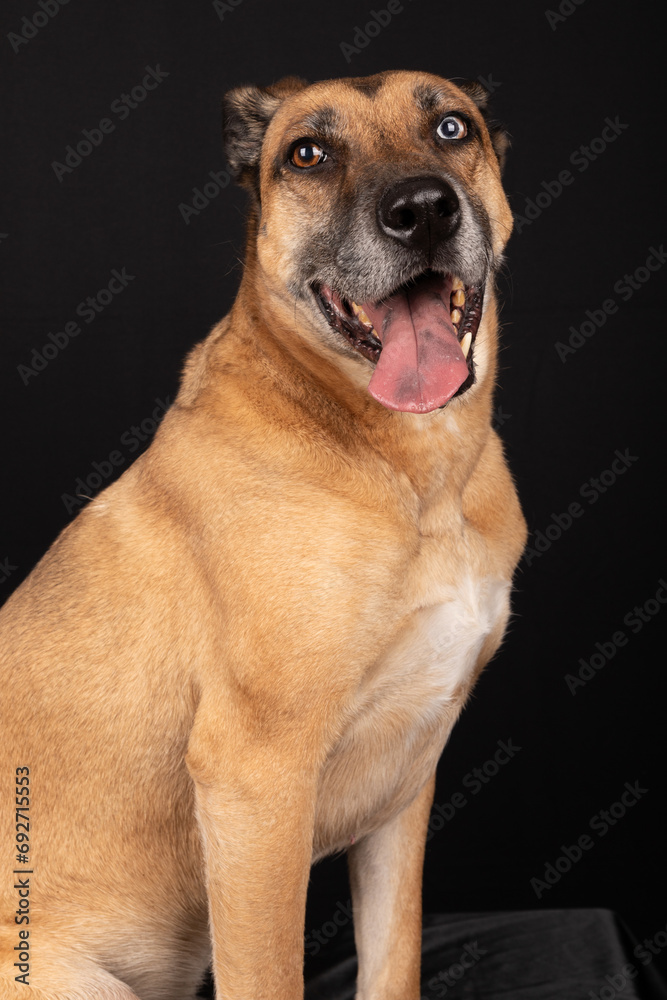 Dog, Pet, short-haired dog, dog portrait, dog with two different color eyes, Dog, Pet, short-haired dog, dog portrait, dog with two different color eyes,