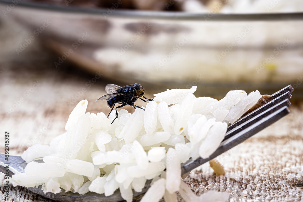 small house fly, black fly on food and garbage, insects in the house, infestation, disgusting insect small house fly, black fly on food and garbage, insects in the house, infestation, disgusting insect