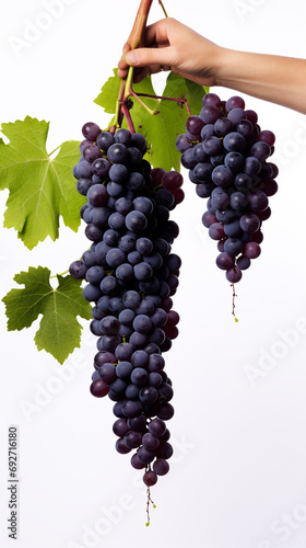 white background illustration portrait of grapes