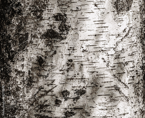 Vector illustration of Birch bark texture. The texture of the birch bark. Birch bark background. Birch tree trunk, Betula pendula.
 photo