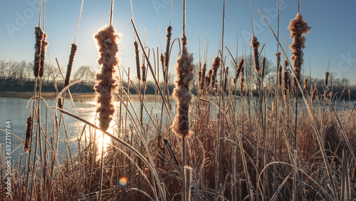 Reeds near a frozen lake in November, Bashkiria (ID: 692719764)