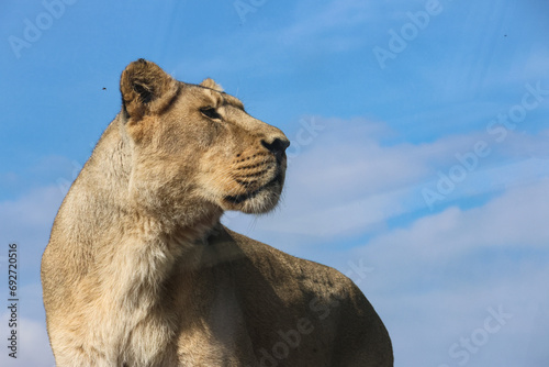 Some photos of a majestic lioness in a suny day photo