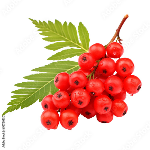 fresh organic mountain ash berry cut in half sliced with leaves isolated on white background with clipping path photo