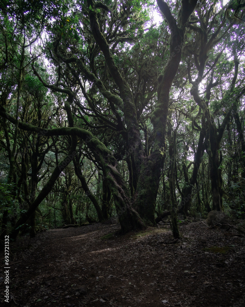 views in laurel forest garajonay in La Gomera 