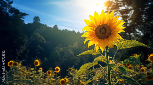 A lone sunflower standing tall amidst nature's canvas, its vibrant yellow petals shining in the sunlight, captured with clarity and detail by an HD camera.