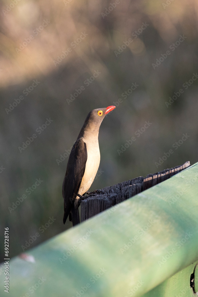 Fototapeta premium View of red billed oxpecker on tree