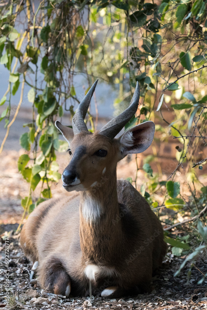 Fototapeta premium A nice view of southern grysbok