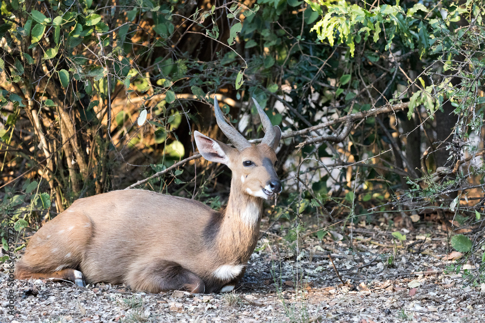 A nice view of southern grysbok