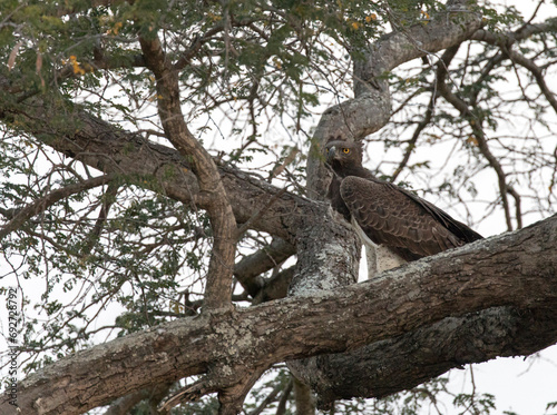 Photo of African crowned eagle on a tree