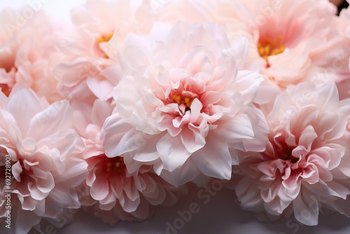 petals pink Fragrant closeup flowers peonies white delicate banner Romantic beautiful flower nature panorama plant rose aromatic background beauty bloom blossom colours fashion flora floral garden