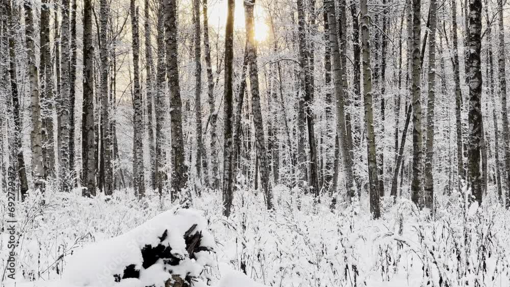 The frosty winter public park at sunset, tree branches are covered with snow, snowflakes are slowly falling, silence and stillness The frosty winter public park at sunset, tree branches are covered with snow, snowflakes are slowly falling, silence and stillness