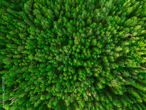 Forest from above photo