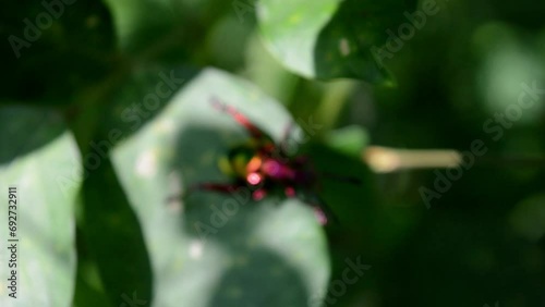 blur and defocused: sagra femorata photo