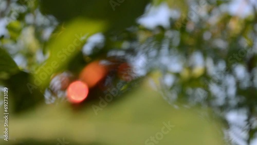 blur and defocused: sagra femorata photo