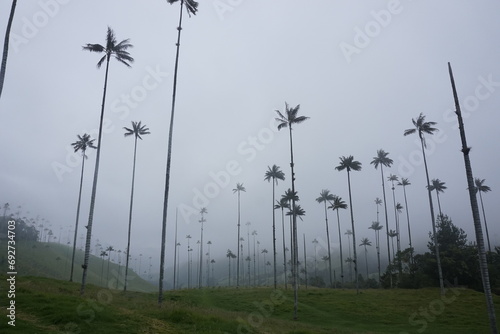 The famous wax palm trees of the Cocora Valley, Valle de Cocora on a foggy day, Eje Cafetero, Salento, Colombia