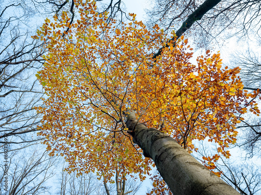 Fototapeta premium yellow and orange leaves of beech tree in autumn with blue sky