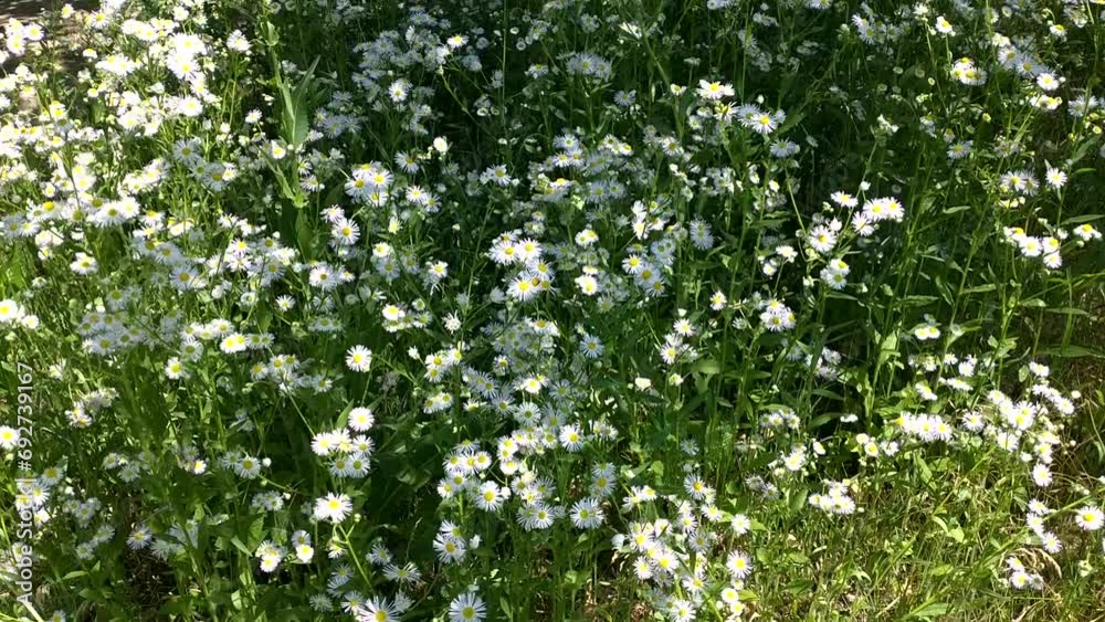 grass with wild field daisies in the rays of the sun sways from gusts of wind. beauty in the wild. a field, pasture, or garden covered with dense, tall vegetation. beautiful summer, spring background grass with wild field daisies in the rays of the sun sways from gusts of wind. beauty in the wild. a field, pasture, or garden covered with dense, tall vegetation. beautiful summer, spring background