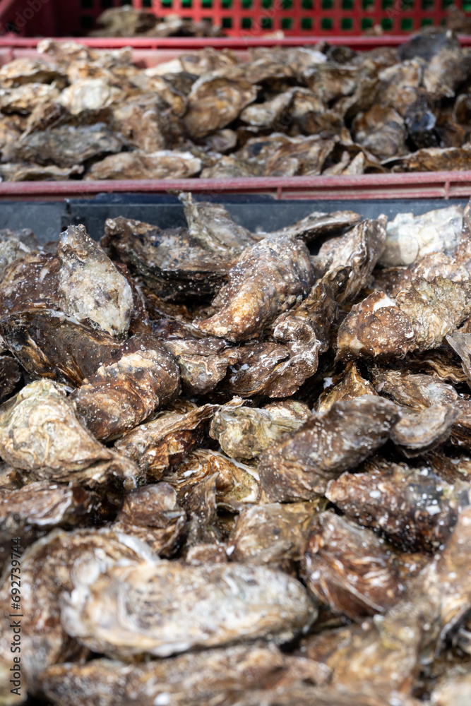 Fresh french Gillardeau oysters molluscs in wooden box ready to eat