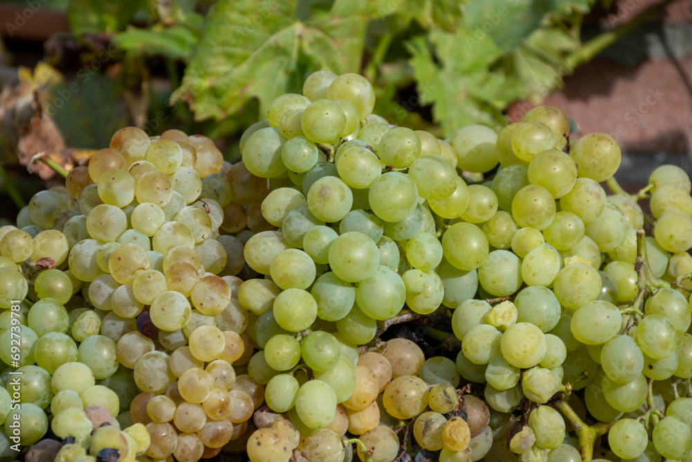 Wine making in Netherlands, ripe wine grape harvested on Dutch vineyards in Limburg, Gelderland, organic wine of Netherlands