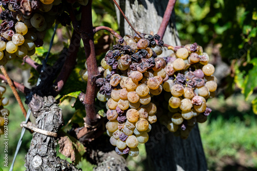 Ripe ready to harvest Semillon white grape on Sauternes vineyards in Barsac village affected by Botrytis cinerea noble rot, making of sweet dessert Sauternes wines in Bordeaux, France