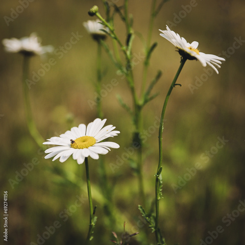 daisies on a meadow