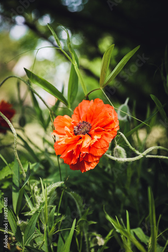 red poppy flower