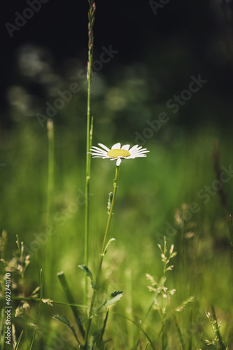 daisy in the field