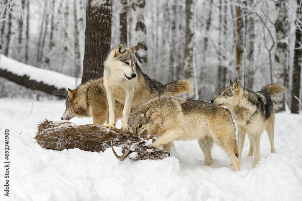 Grey Wolf Pack (Canis lupus) Gather Around Body of White-Tail Deer Winter