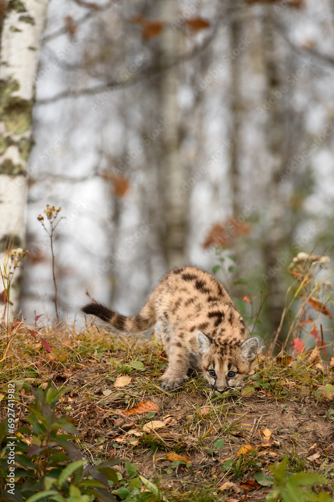 Cougar Kitten (Puma concolor) Head Down at Top of Forest Embankment Autumn