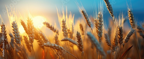 an image of a wheat field full of wheat