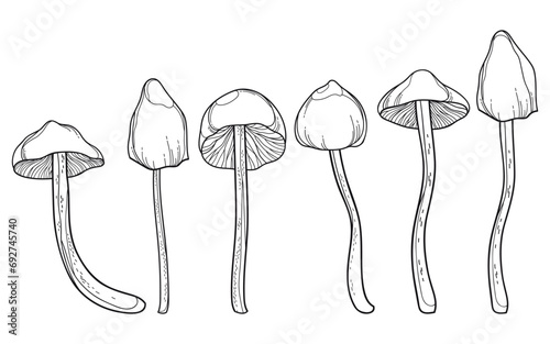 Set with outline Psilocybe mushroom (Liberty Cap) in black isolated on white background.  photo