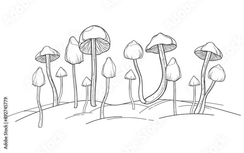 Group of outline Psilocybe mushroom (Liberty Cap) in black isolated on white background. 