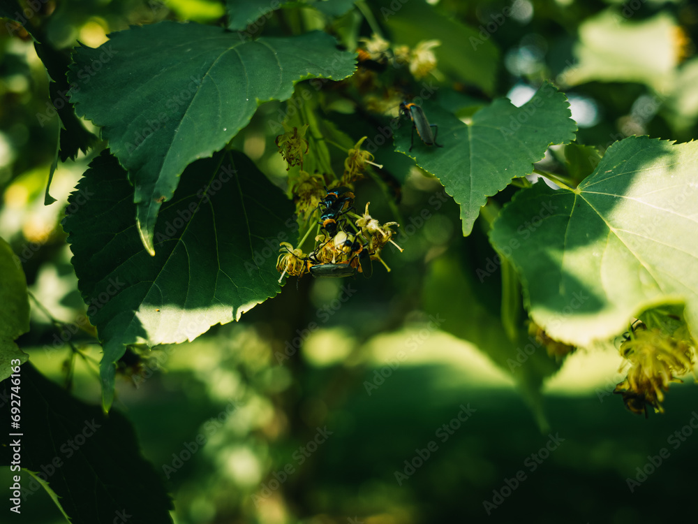 Tree foliage Tree foliage