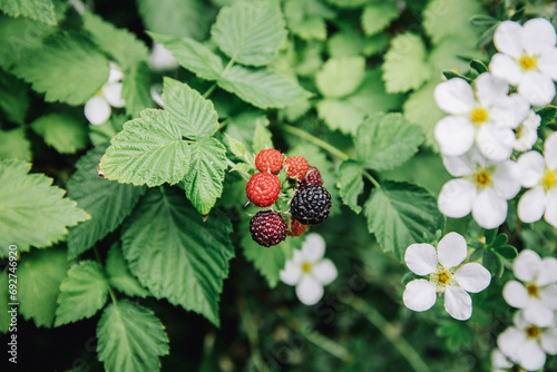 blackberry