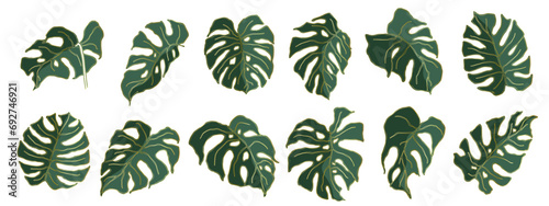Set of green tropical monstera leaves with golden decorative lines.Vector graphics.
