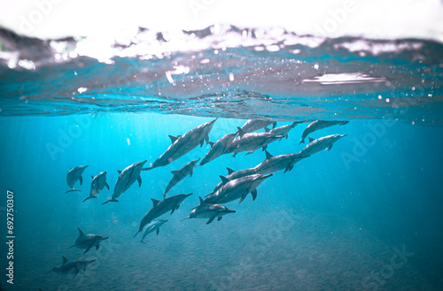 Wild Hawaiian Spinner Dolphins swimming in the beautiful blue ocean off the Hawaiian Coastline 