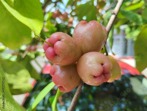 Ripe Water Apples on Branch