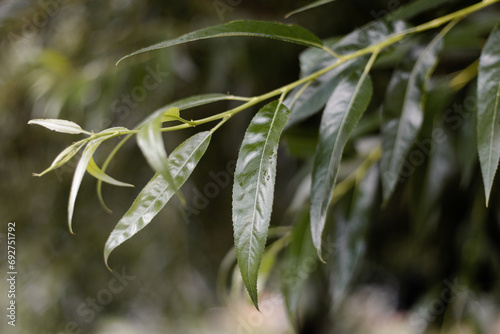 Fresh green leaves with water drops. Wet willow leaves after rain. Raindrops on a willow leaf. Leaves with water droplets.