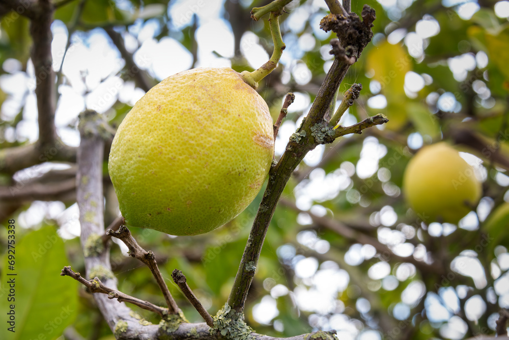 A lemon ripening on its tree in an organically grown orchard