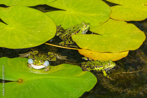 Quakende Frösche in Teich photo