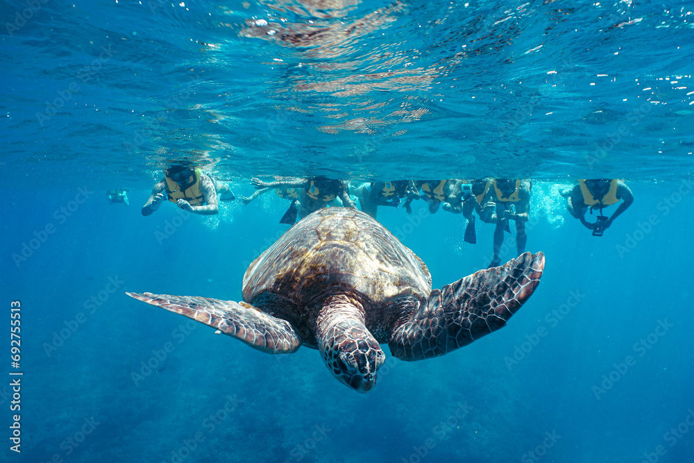 Obraz premium Snorkeling with wild Hawaiian Green Sea Turtles in the Beautiful Blue Ocean 