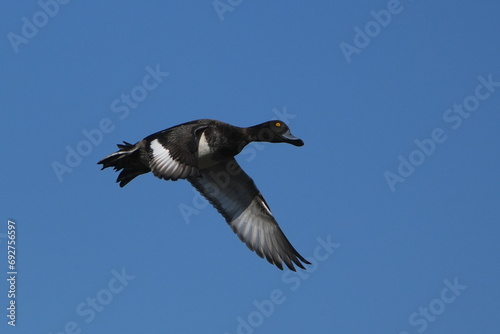 tufted duck in flight