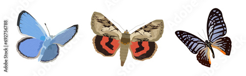 Underwing moth, xerxes butterfly, and zebra butterfly isolated vector illustration. Flying insects, nature vectors. photo